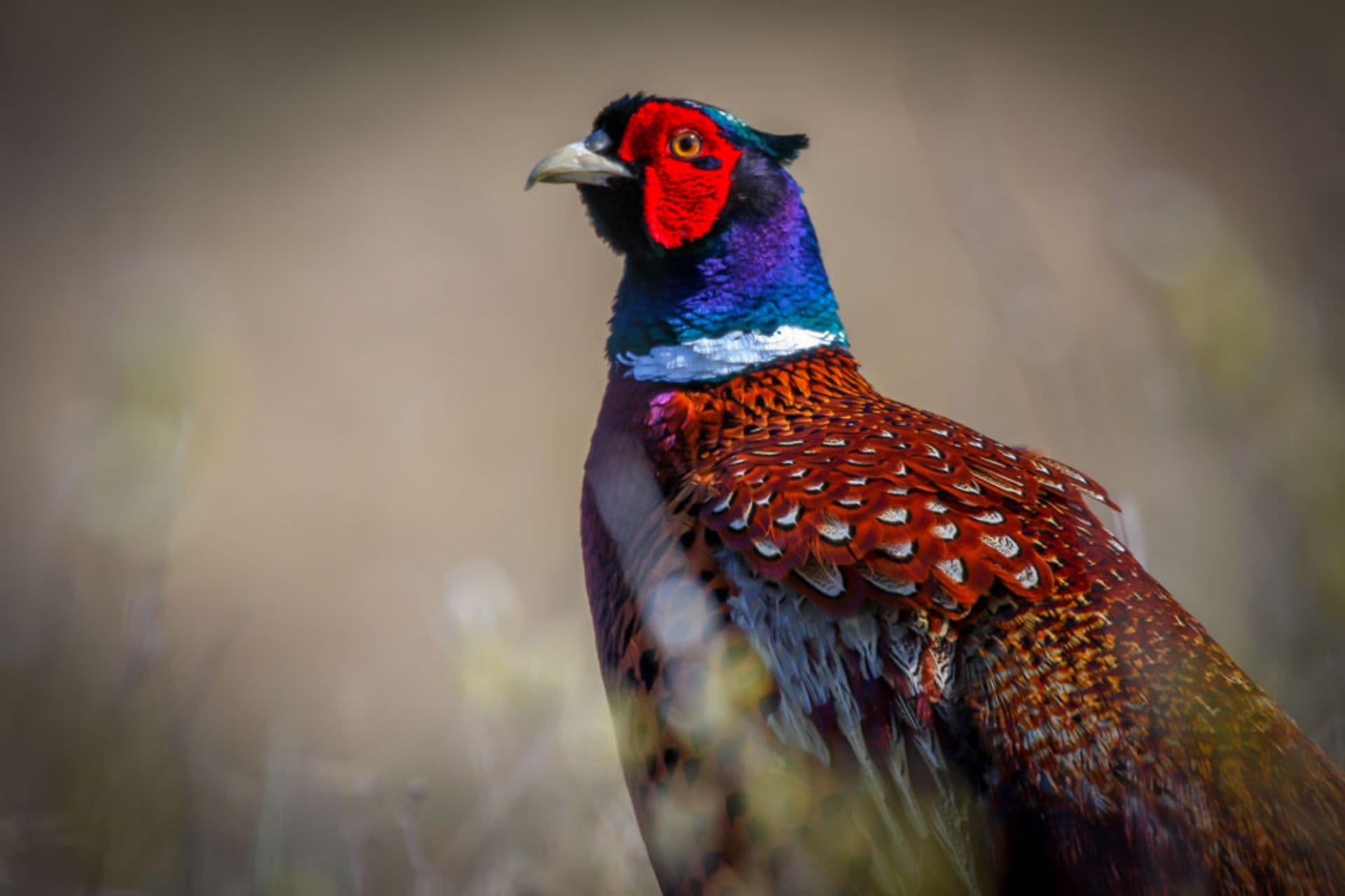 This is an image on De Krim Texel Engels