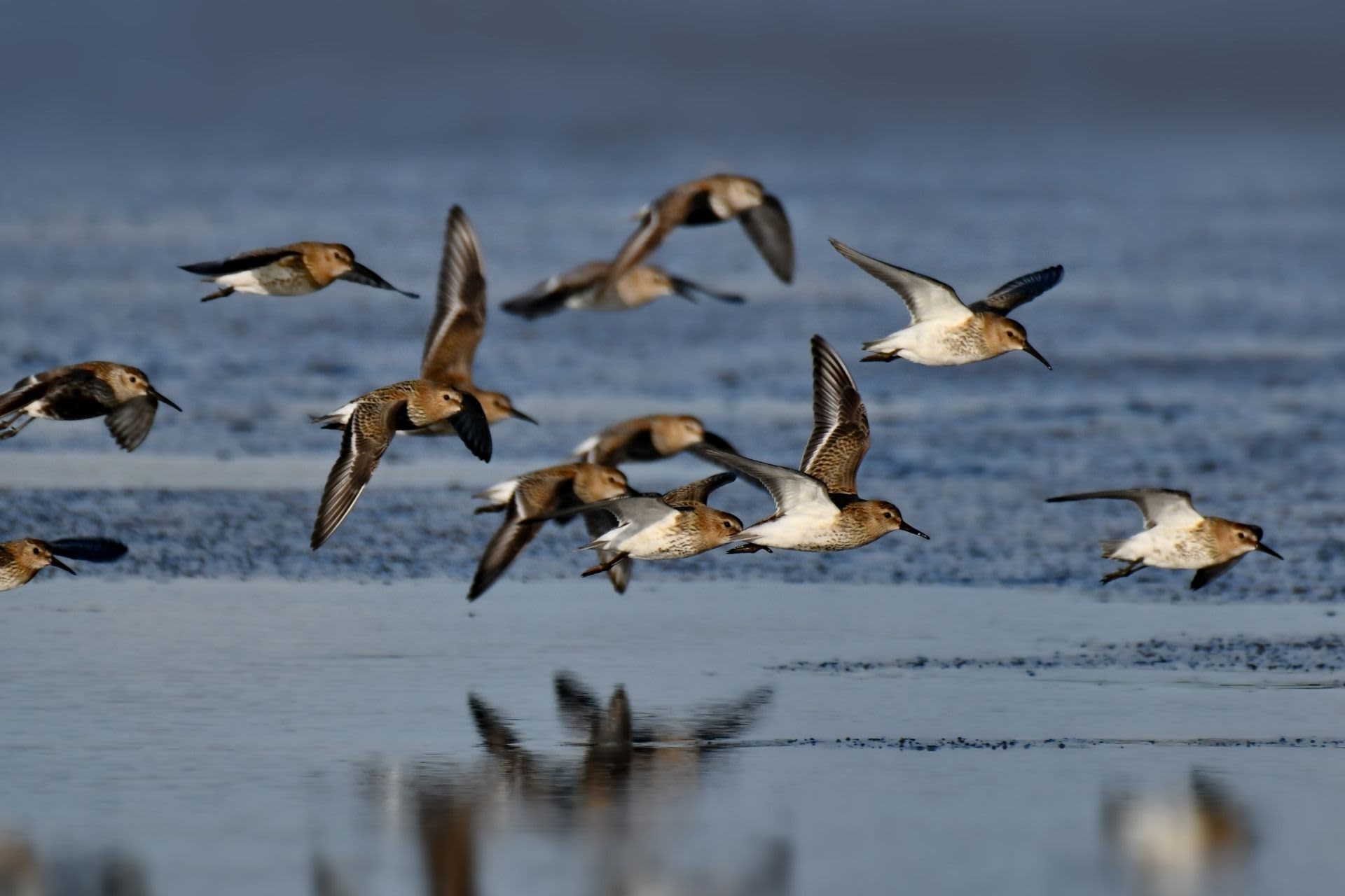 Vogels_aan_het_water