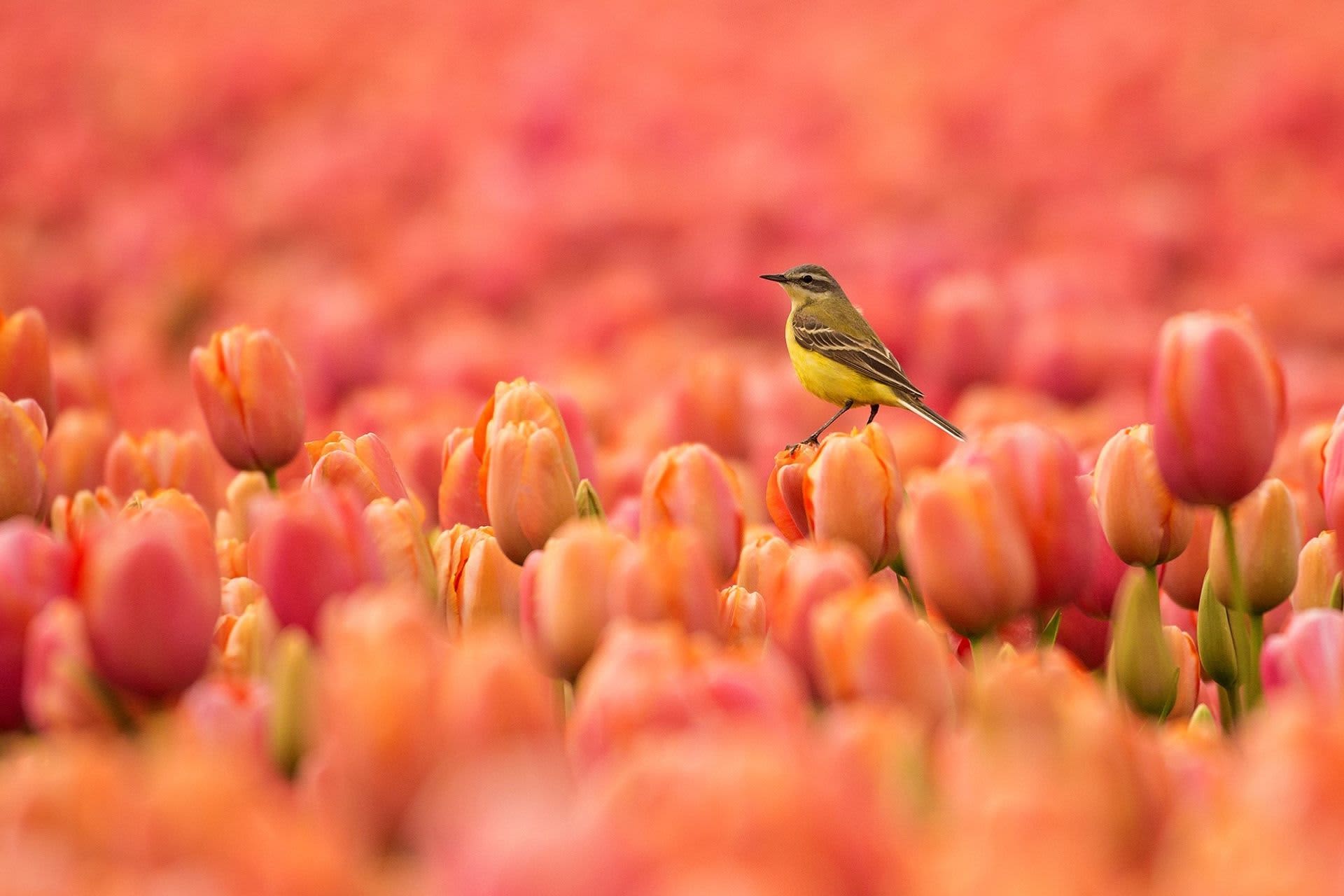 Kwikstaart op tulpenveld