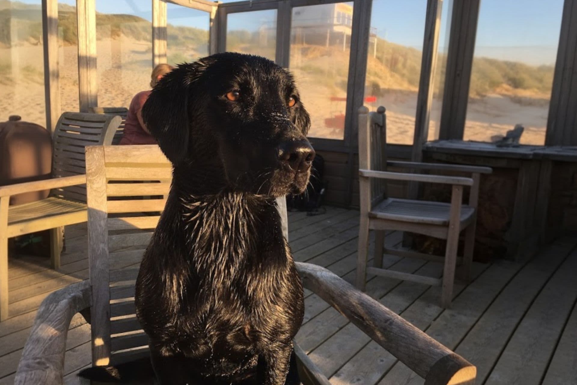 Dog on a terrace on Texel