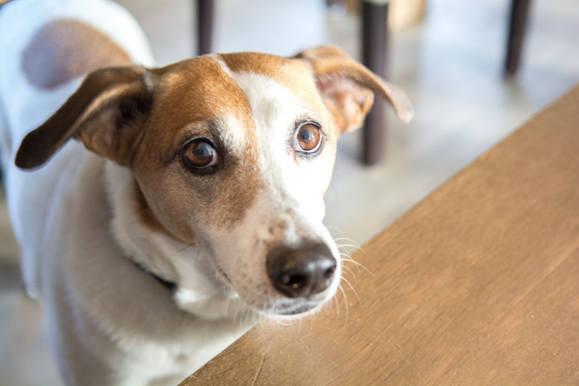 Holiday home with dog