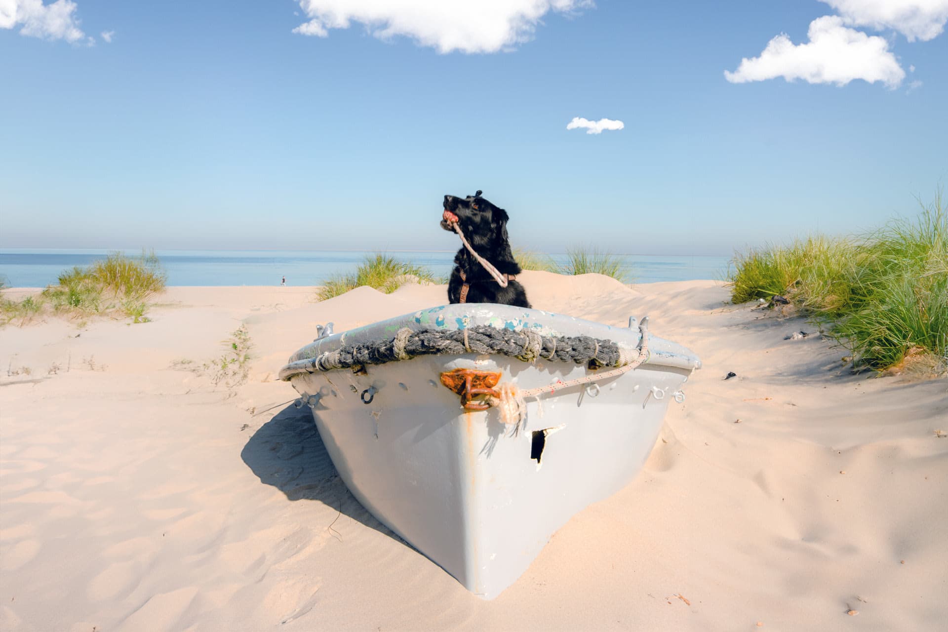 Texel mit Hund | Urlaub & Strandtipps | De Krim Texel
