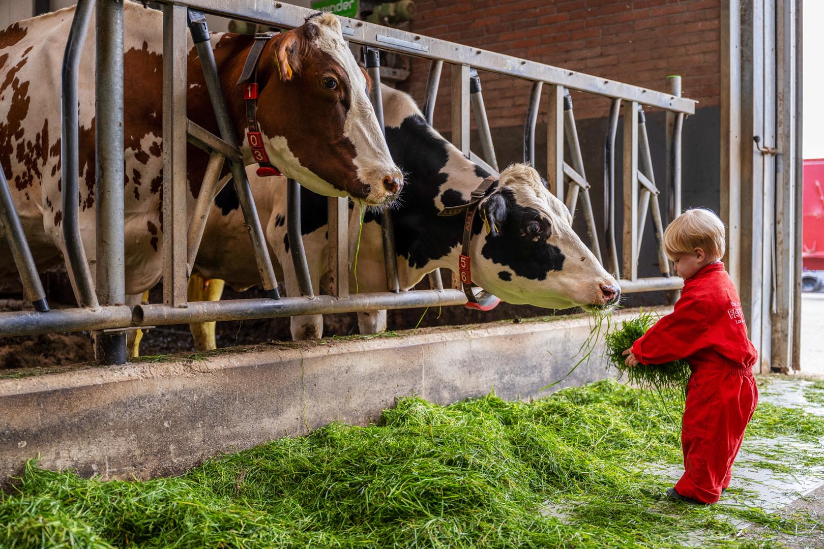 FarmCamps_de_Oostermaat_Overijsel_koeien_voere