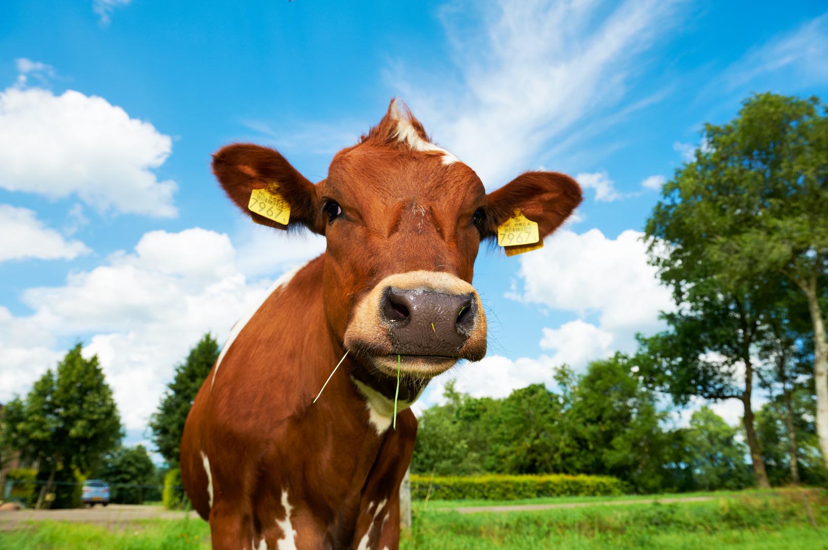 FarmCamps_Hoeve_Sonneclaer_Drenthe_bruine_koe_