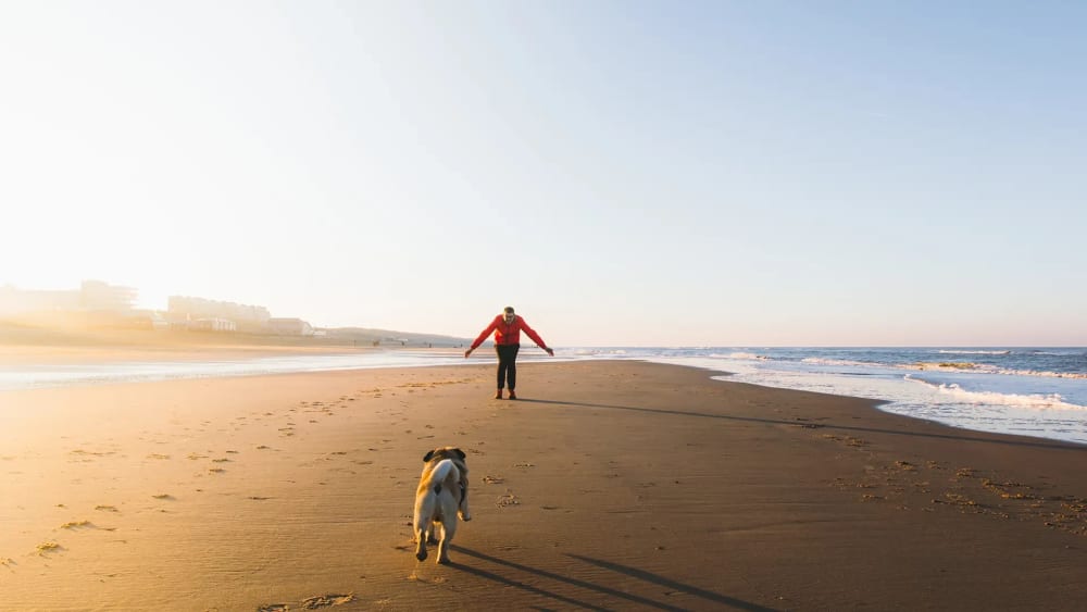 Person läuft mit Hund am Meer bei Sonnenuntergang