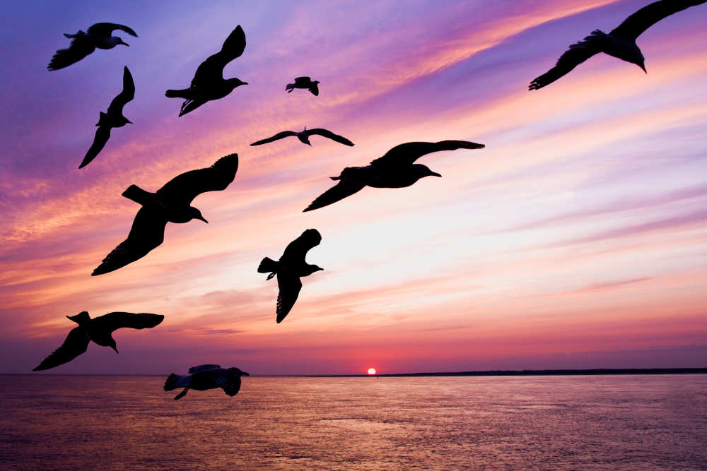 Vogels-Zonsondergang-De-Krim-Texel