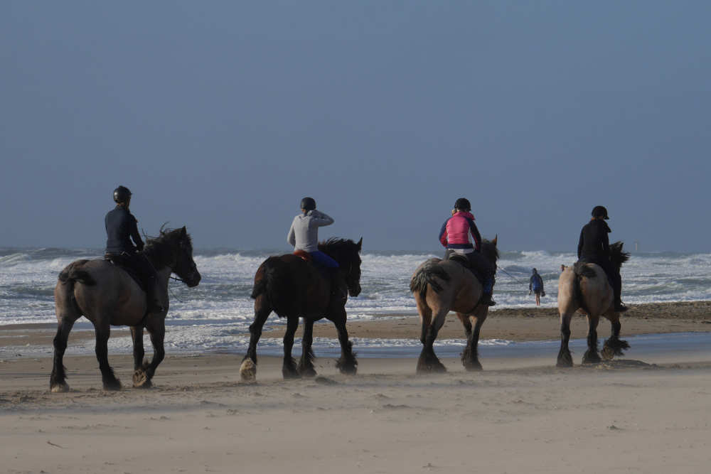 Maneges op Texel | Een Texeltip van De Krim Texel