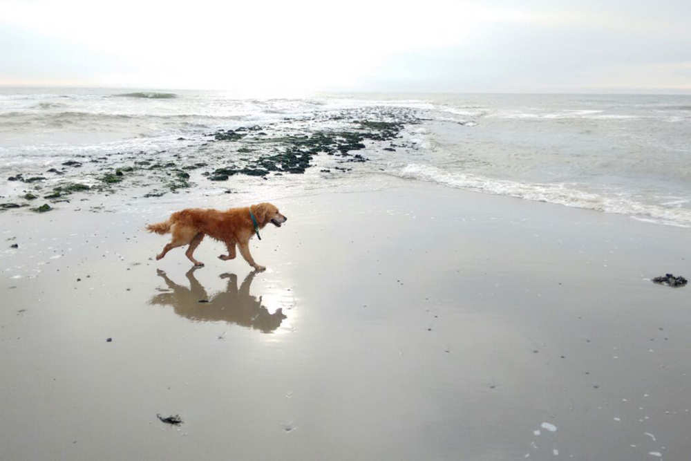 hond-strand-de-krim-texel