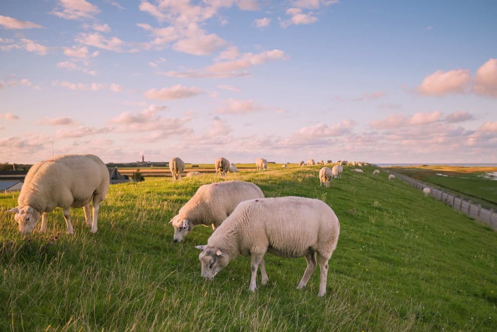 schapen-dijk-de-krim-texel