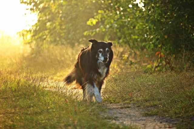 Im Urlaub mit einem Hund oder am Wochenende mit einem Hund im Villapark de Weerribben