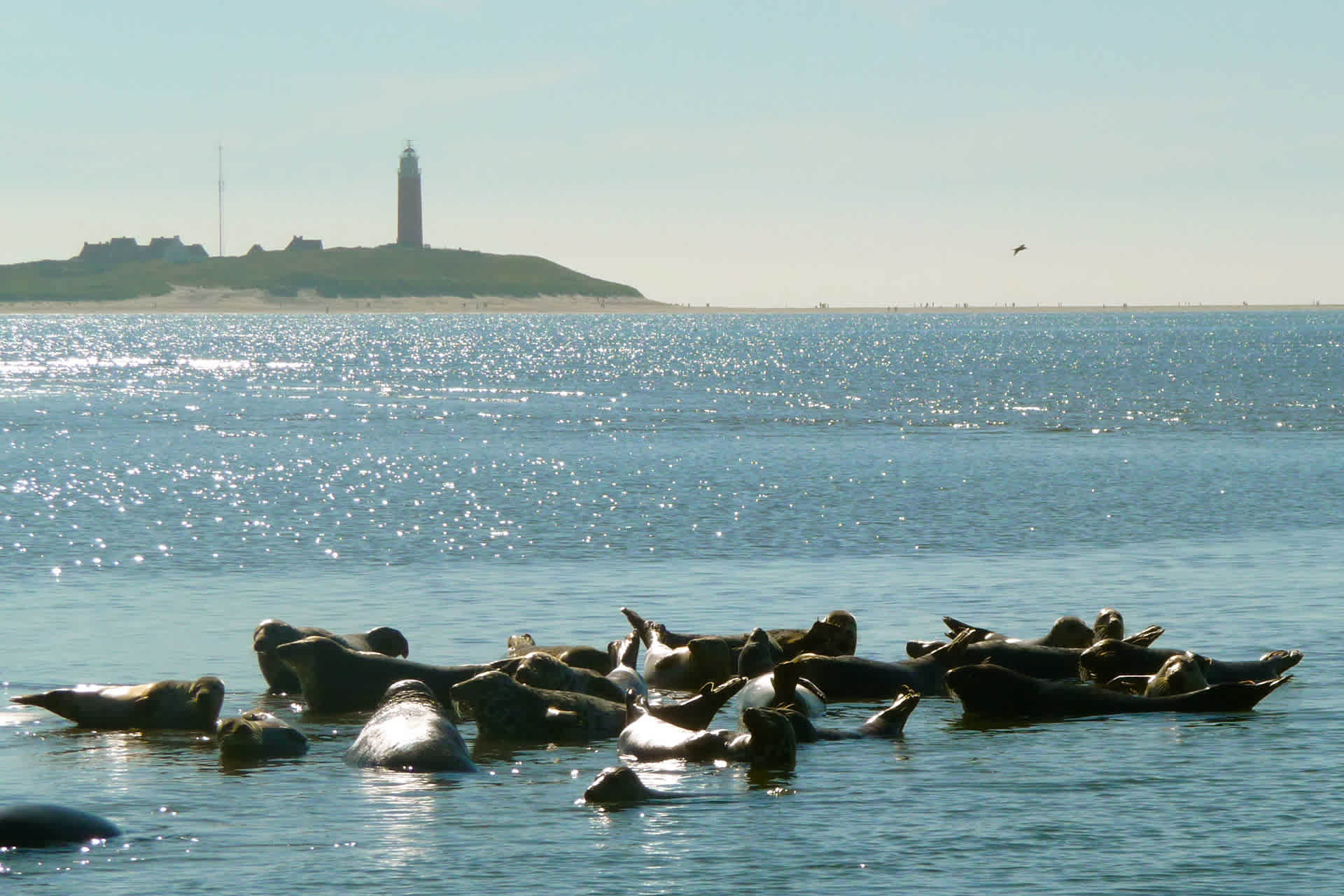 Zeehonden