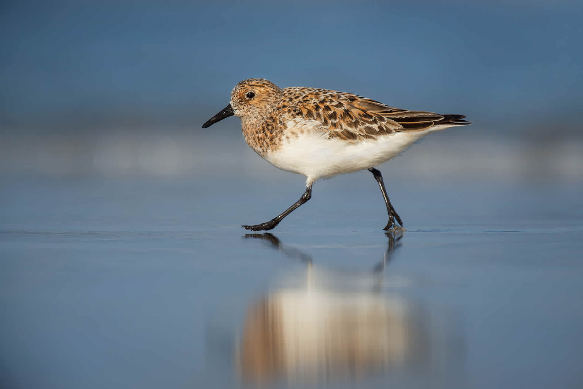 Drieteenstrandloper