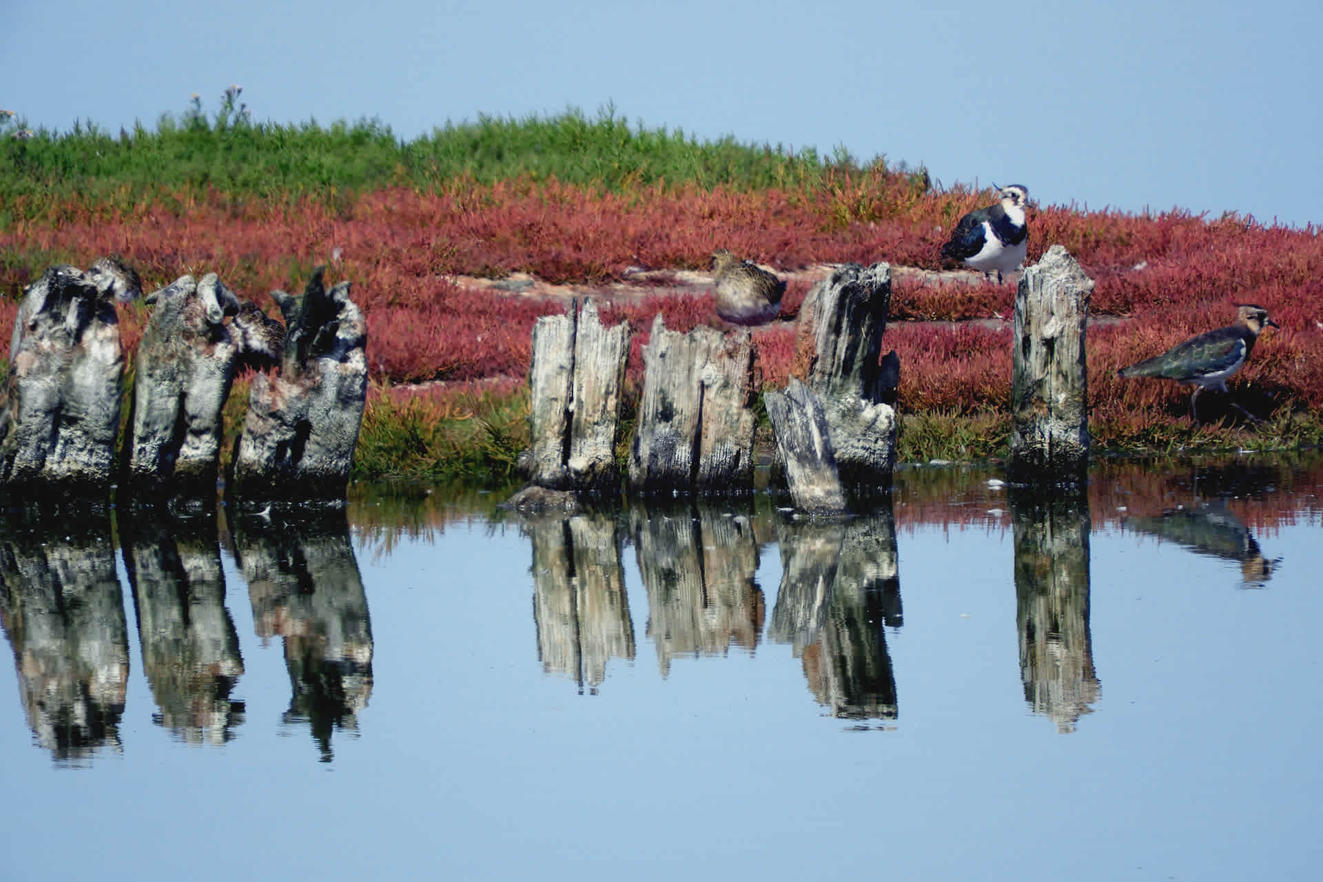 Vogels-De-Krim-Texel-1