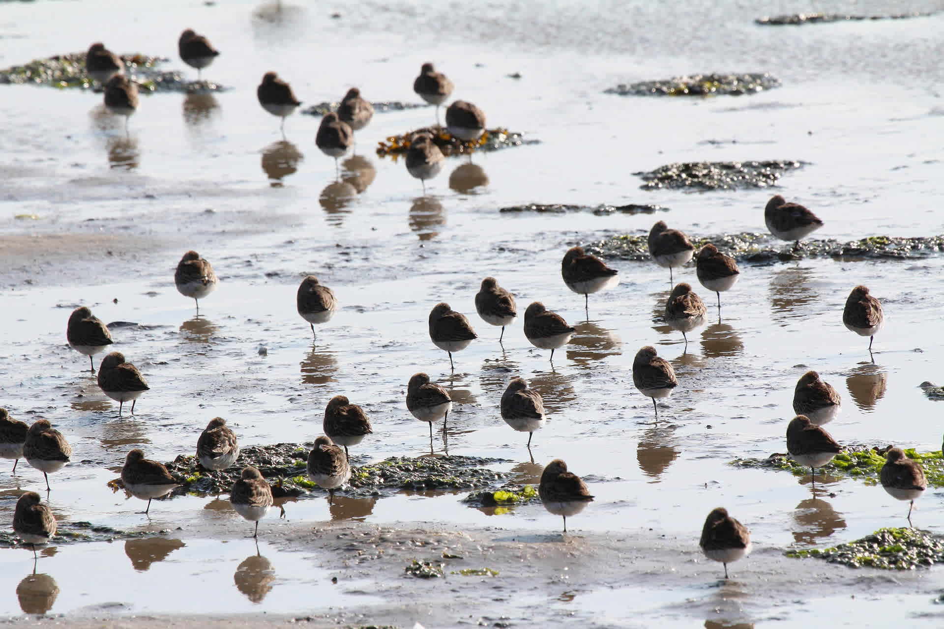 Vogels-Wad-De-Krim-Texel
