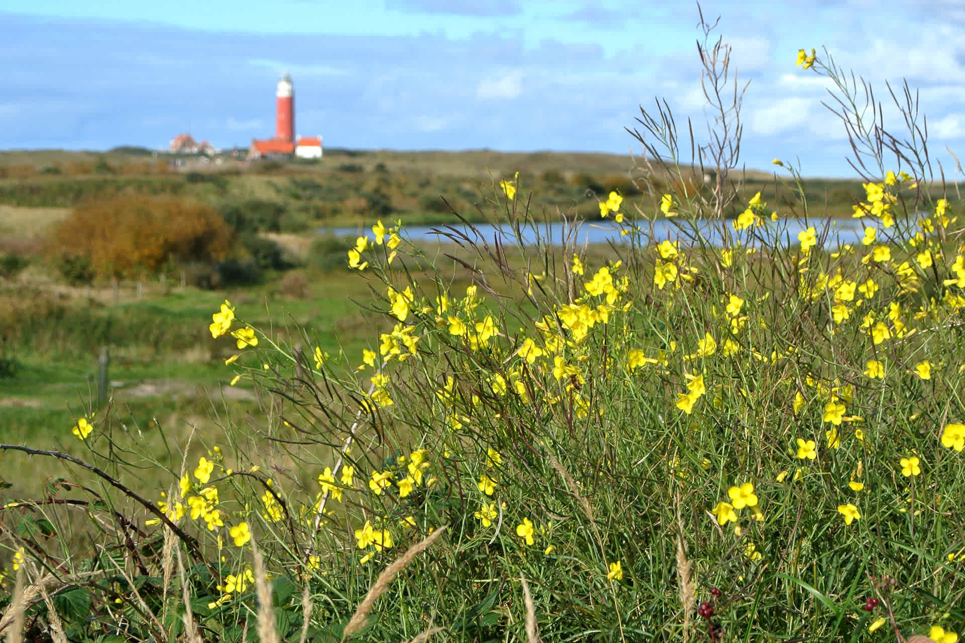 vuurtoren-natuur-de-krim-texel