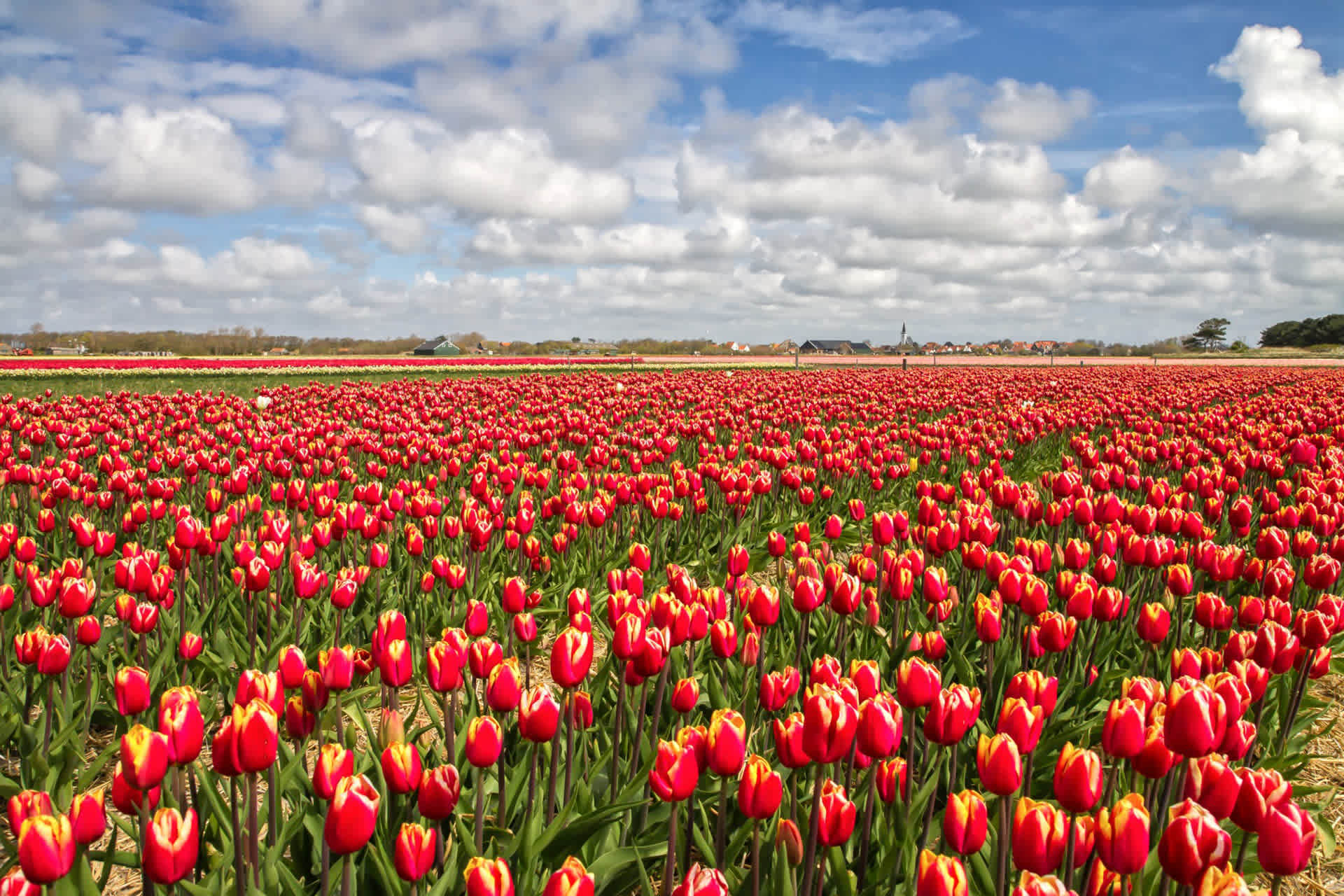 Den Hoorn, tulpenveld