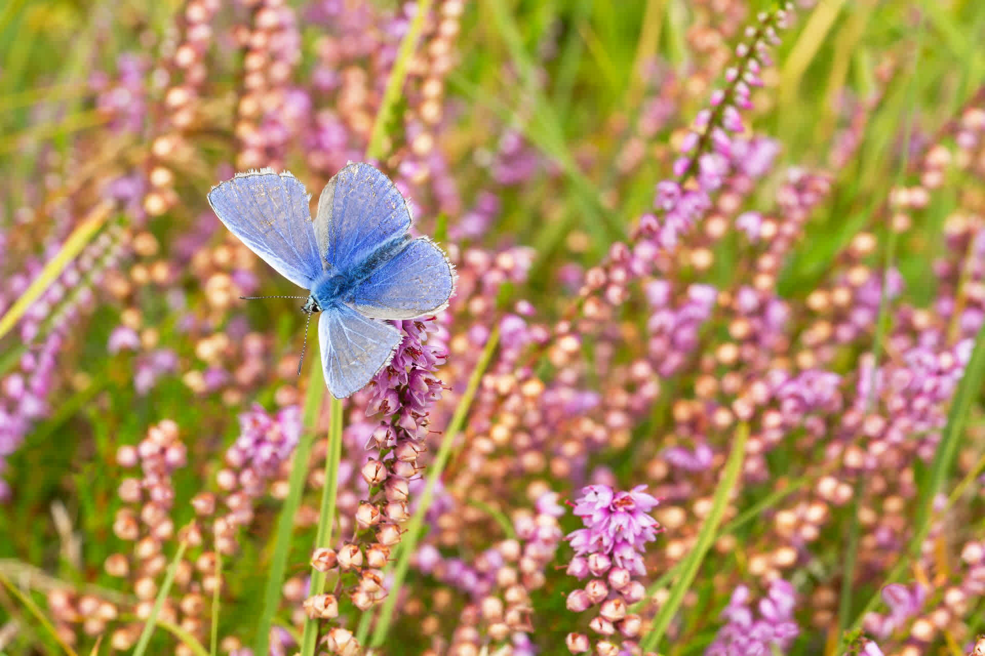 Natuur, vlinder